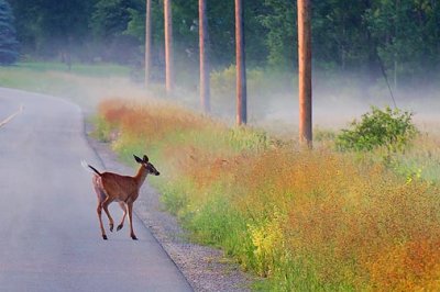 Deer On The Road 20110618