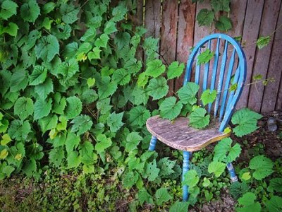 Chair In Ivy 20110706