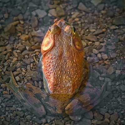 Sunset Bullfrog 12325