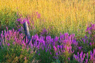 Purple Loosestrife 20110805