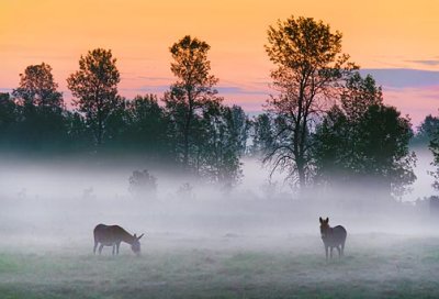 Donkeys In Misty Sunrise 13530-2