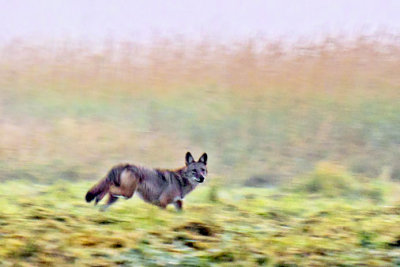 Coyote On The Run 20110816