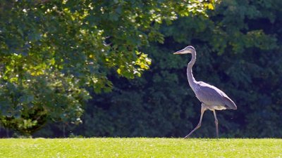 Backlit Heron 15160