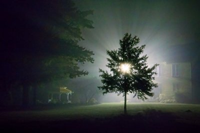 Tree In Night Fog 16387-92