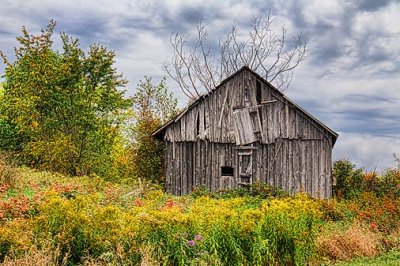 Old Barn Among Weeds 16556-7