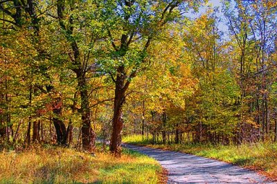 Autumn Back Road 16881