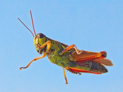 Grasshopper 17526