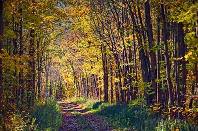 Autumn Trail 17538