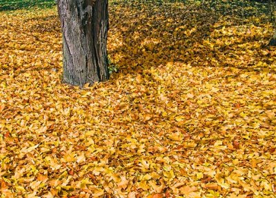 Autumn Fallen Leaves DSCF02583