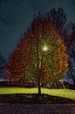 Autumn Tree At Night 20111023