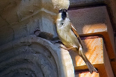 Sparrow On A Column 20111107