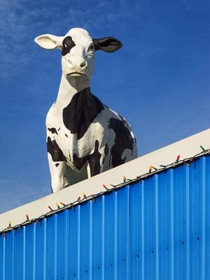 Cow On A Roof 20111119