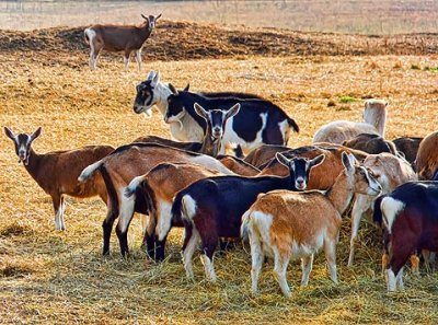 Goat Herd DSCF3509