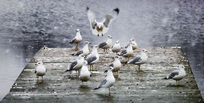 Gulls On A Dock 20111209