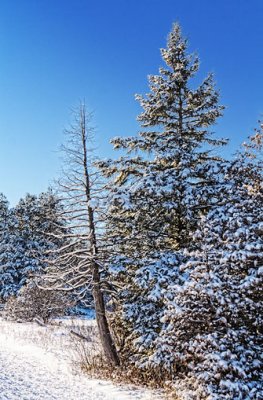 Snowy Pines 20856