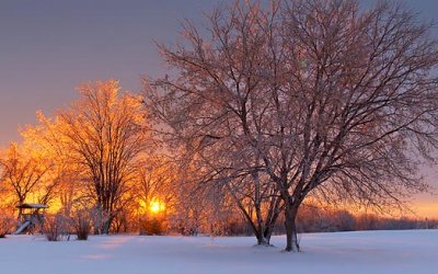 Iced Trees At Sunrise 21203-4