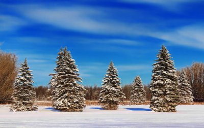 Snowy Pines 20815