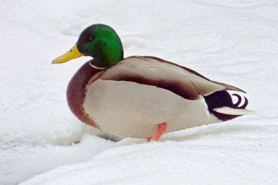 Duck In Snow 20120201