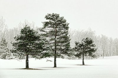 Three Pines 20120215