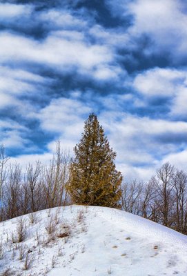 Tree On A Hill 21425