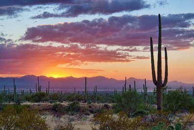 Desert Sunset 74323-4