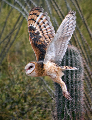 Barn Owl 74697