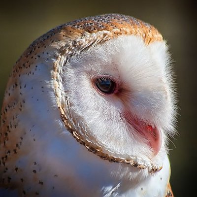 Barn Owl Portrait 75684