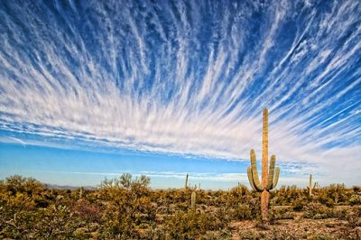 Cactus Under An Interesting Sky 85623