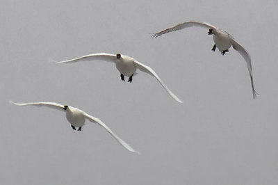 Swans In Flight 21981