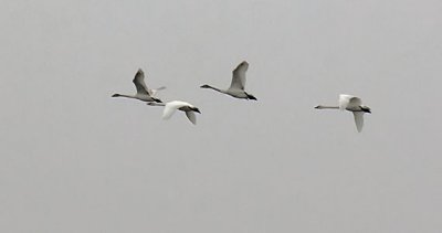 Swans In Flight 21983