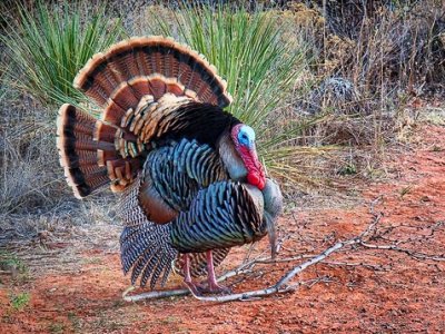Wild Turkeys of Texas