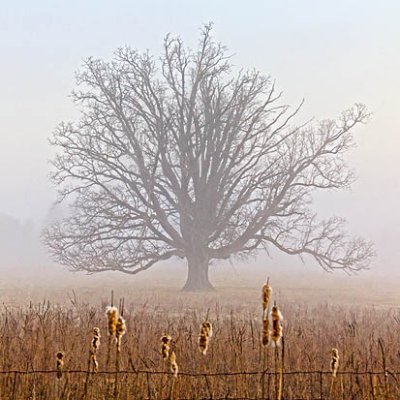 Lone Tree In Fog 20120322