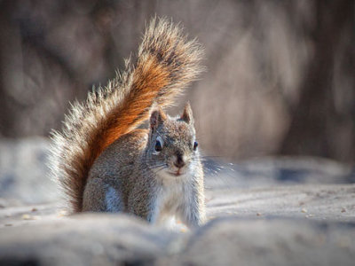 Red Squirrel 26341