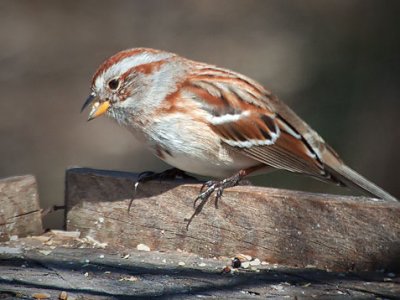 Sparrow On A Box 26285
