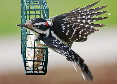 Woodpecker Taking Flight 26412