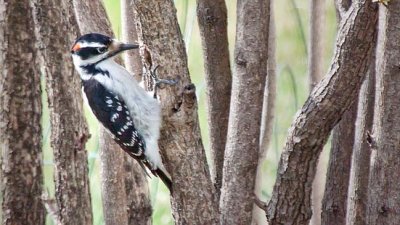Woodpecker In The Bush 26401