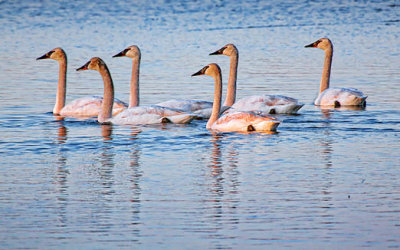 Six Swans A-Swimming 20120327