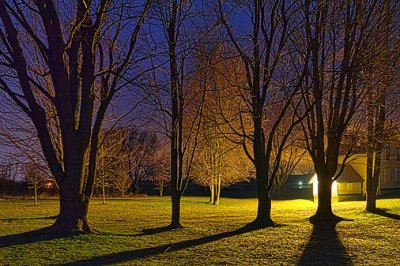 Trees At Night 20120401