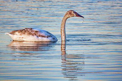 Dripping Swan 26433