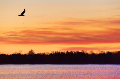 Gull At Sunrise 20120406
