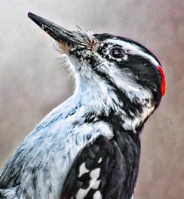Hairy Woodpecker Portrait 26354