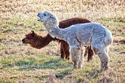 Two Sheared Alpacas 26580