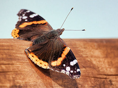 Red Admiral Butterfly 20120420