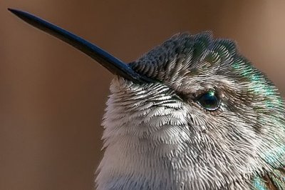 Hummingbird Closeup 83808