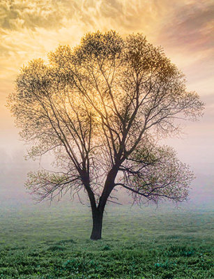 Lone Tree In Foggy Sunrise 23815