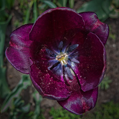 Bee On A Tulip Stigma 00461