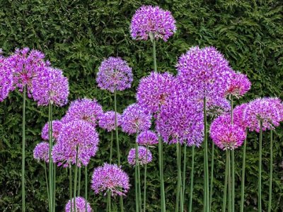 Purple Flowers 00633