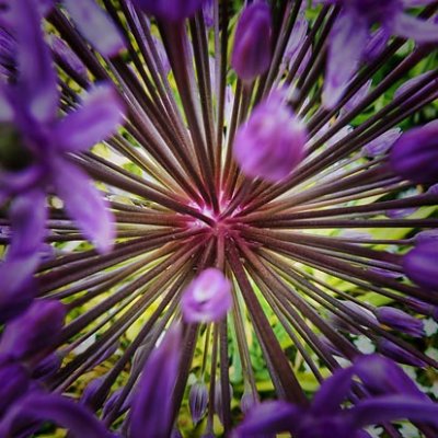 Purple Flower Closeup 20120522