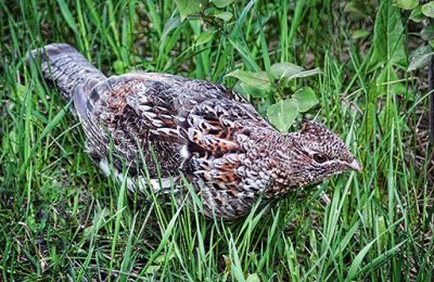 Grouse On The Ground 26753