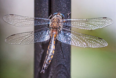 Dragonfly 26906-10